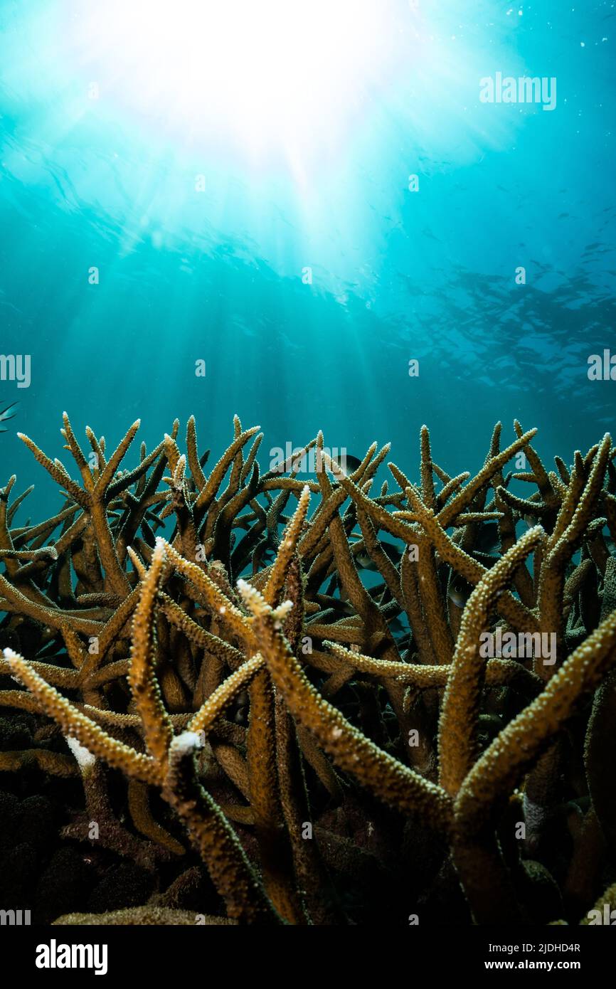 Vita sulla barriera corallina della laguna di Mayotte Oceano Indiano Foto Stock