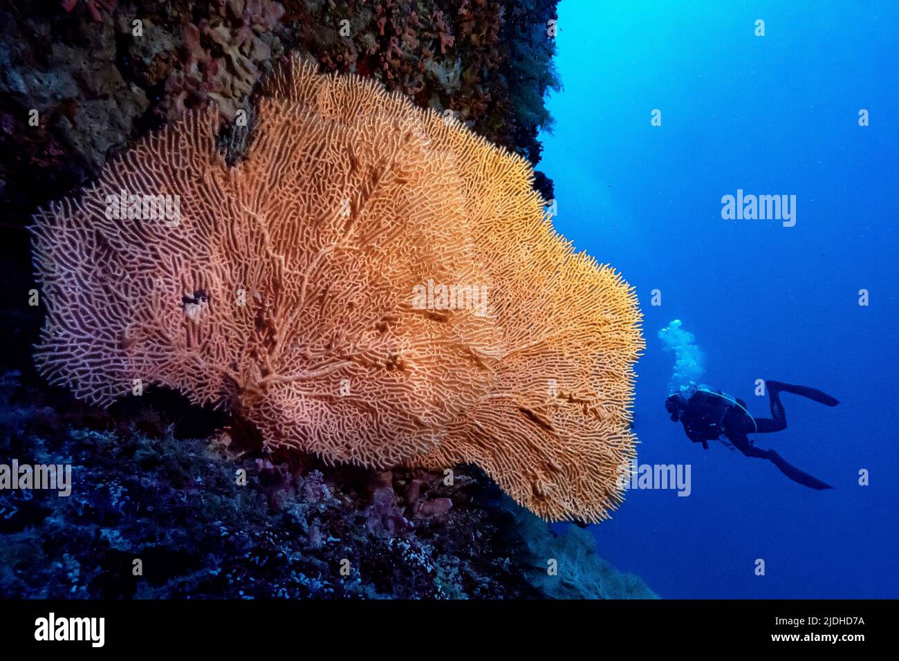 Vita sulla barriera corallina della laguna di Mayotte Oceano Indiano Foto Stock