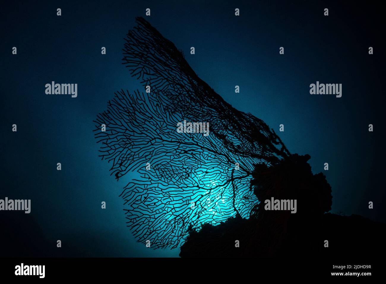 Vita sulla barriera corallina della laguna di Mayotte Oceano Indiano Foto Stock
