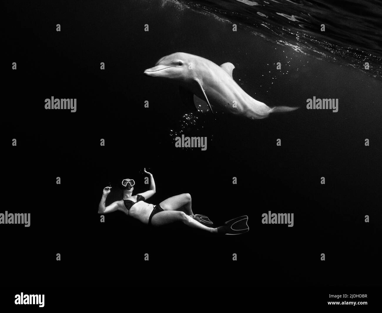 Delfini tursiop della laguna di Mayotte Oceano Indiano Foto Stock