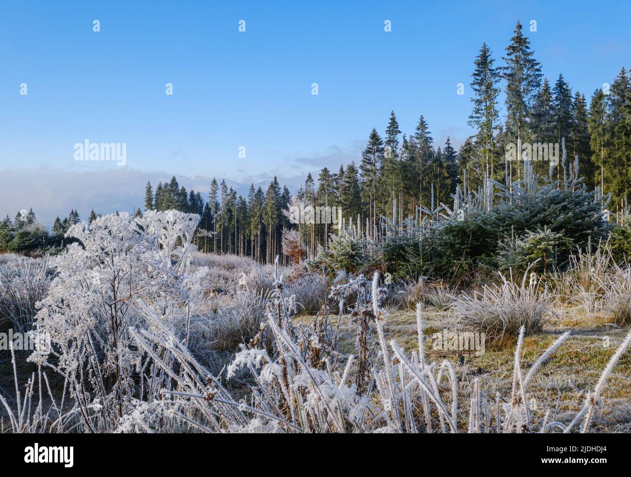 Inverno in arrivo. Ultimi giorni di autunno, mattina in campagna di montagna tranquilla e pittoresca scena hoarfrosted. Ucraina, montagne dei Carpazi. Foto Stock