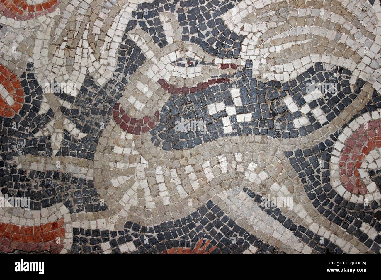Hound - particolare di mosaico dalla Chiesa di San Giovanni Battista, Jerash 529AD Foto Stock