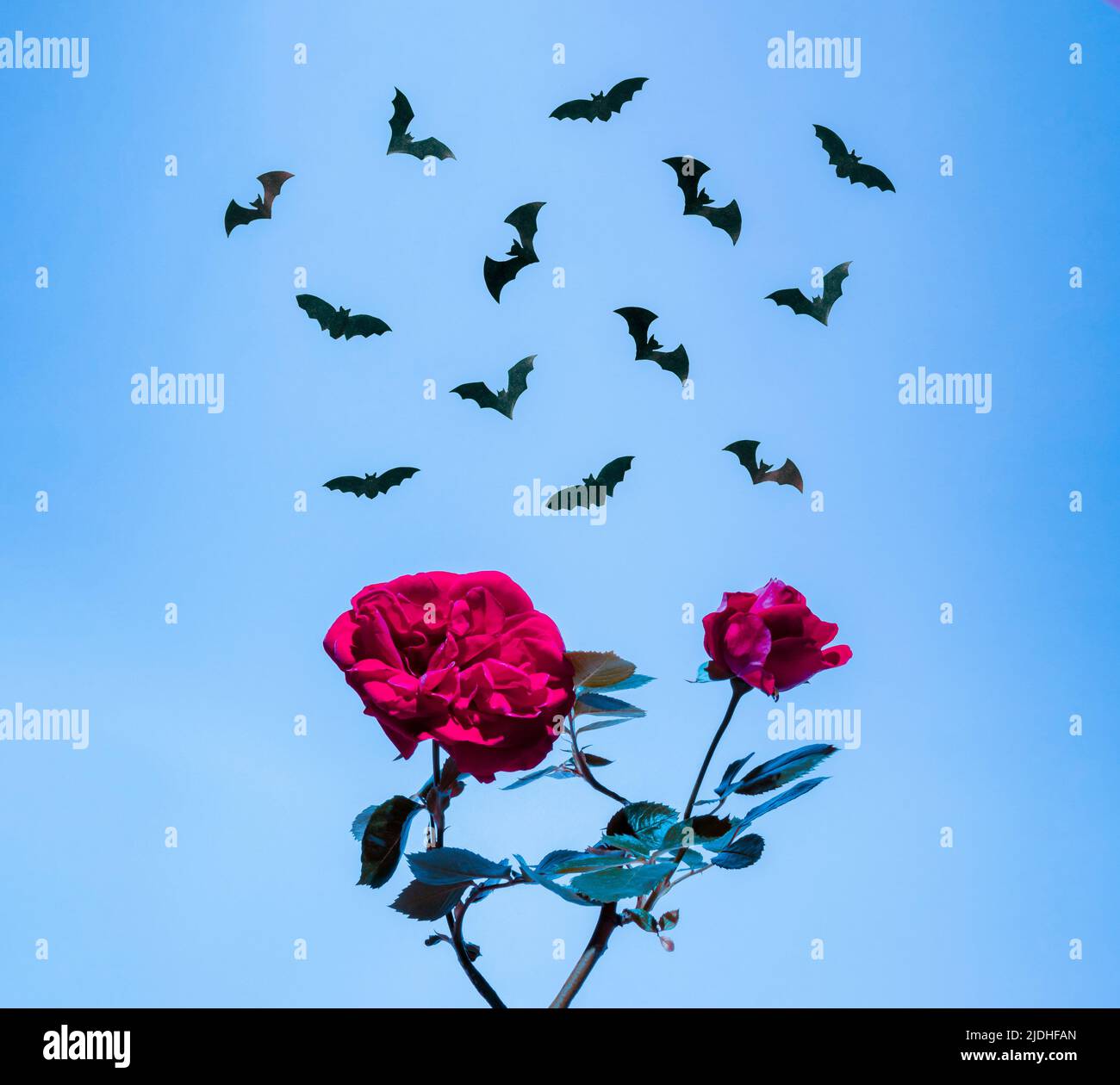 Il concetto creativo di Halloween è realizzato con silhouette di rose rosse e pipistrelli su sfondo blu cielo. Concetto di spooky. Background retro-futuro minimo. Foto Stock Il concetto creativo di Halloween è realizzato con silhouette di rose rosse e pipistrelli su sfondo blu cielo. Concetto di spooky. Background retro-futuro minimo. Foto Stock