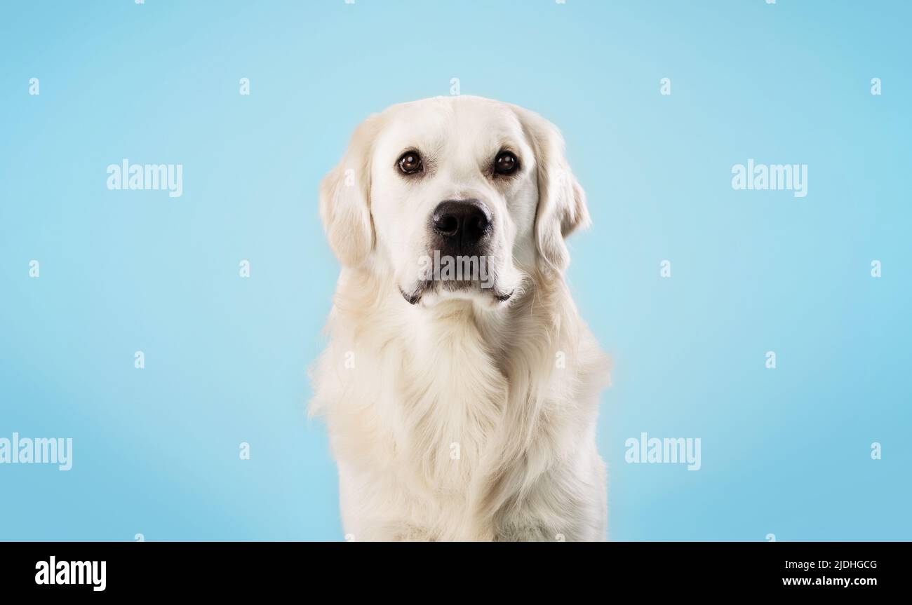 Ritratto di sano labrador cane guardando la fotocamera isolato su sfondo blu studio, spazio copia, banner Foto Stock