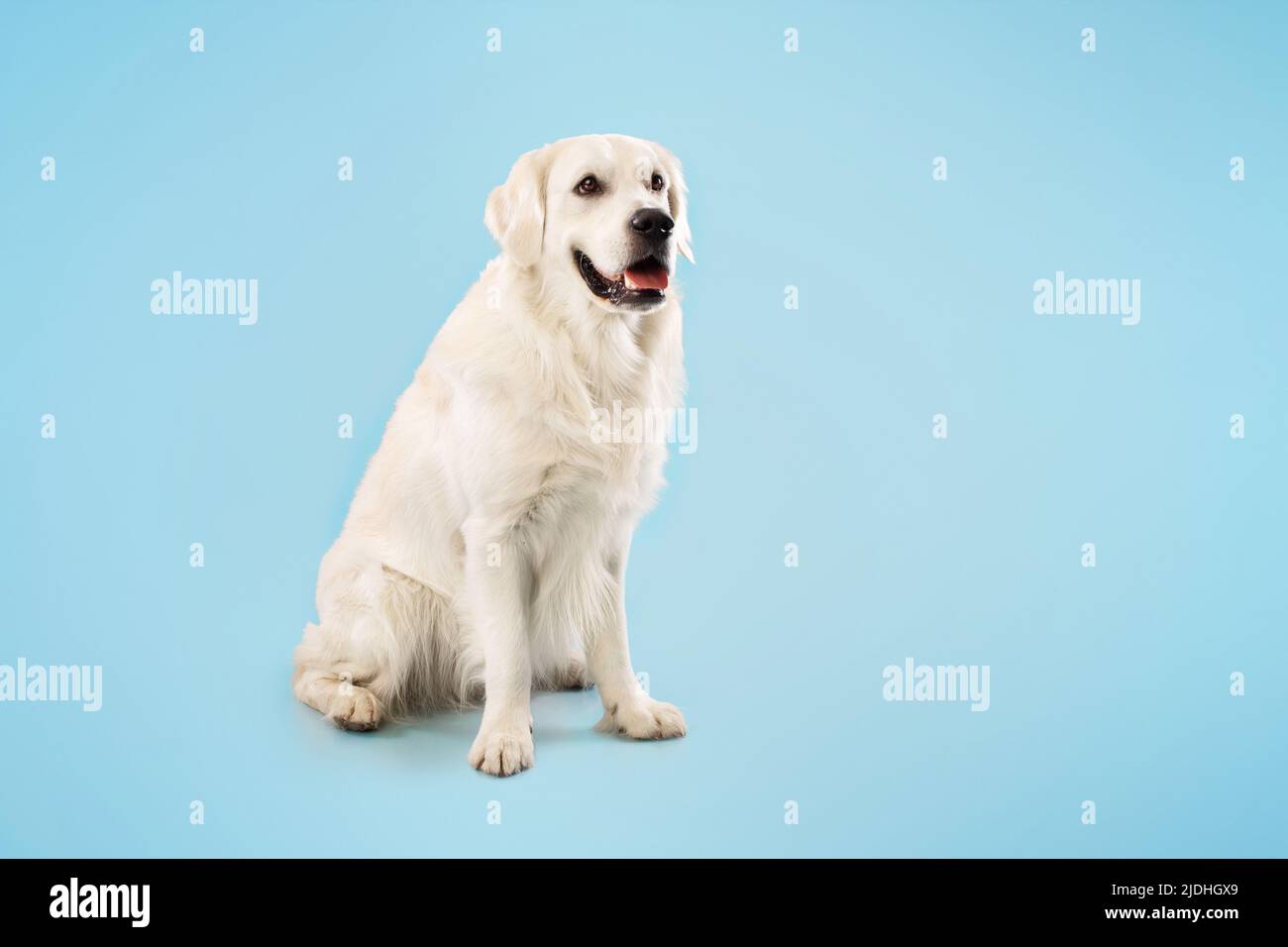 Carino cane ladrador che riposa e guarda via, seduta sul pavimento isolato su sfondo blu studio, spazio copia, banner Foto Stock