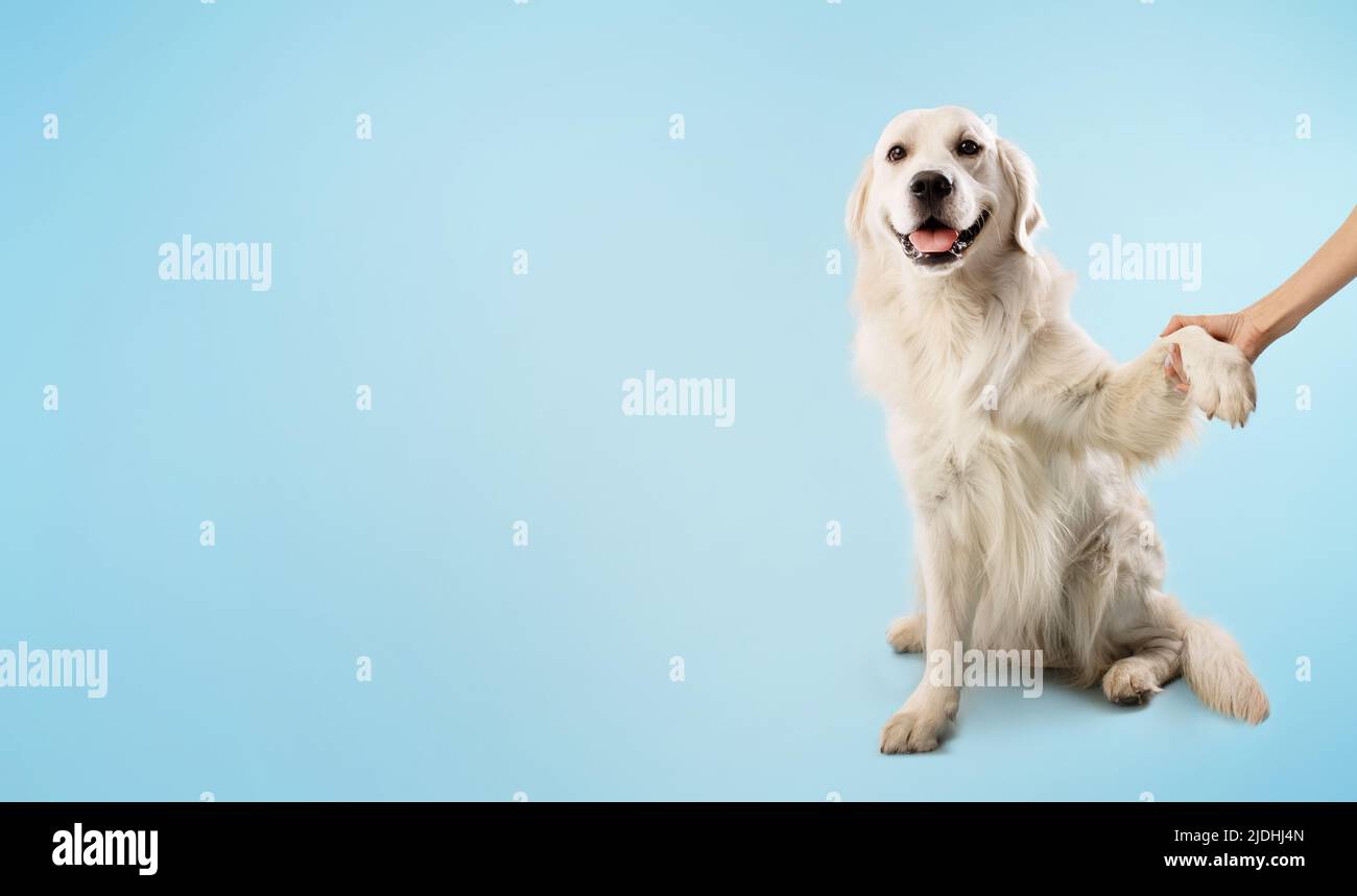 Donna che addestrano il suo cane intelligente Golden Retriever per dare una zampa, animale domestico seduto su sfondo blu, panorama, spazio libero Foto Stock