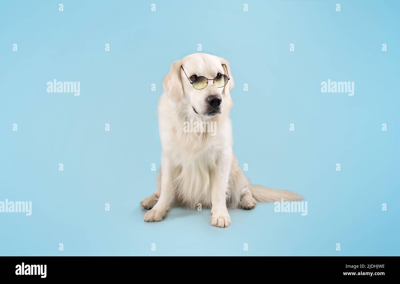 Ritratto di labrador cane in vetri colorati seduta sul pavimento isolato su sfondo blu studio, spazio copia Foto Stock