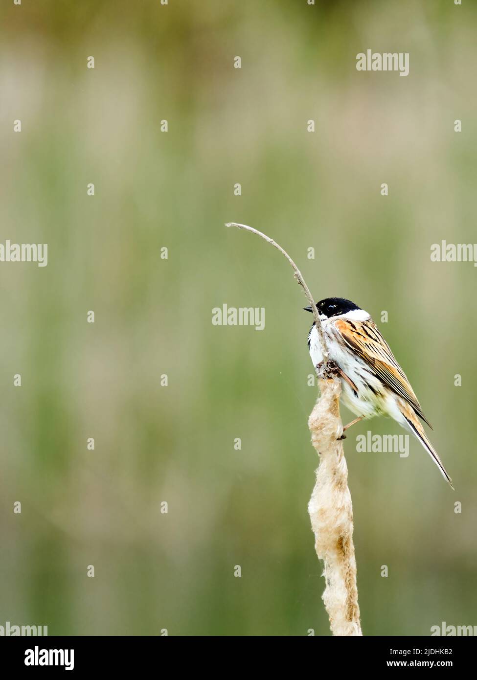 Un mungere di Reed comune, arroccato su un gambo di corsa di toro essiccato fuori contro un fondo di canna verde defocused. Foto Stock