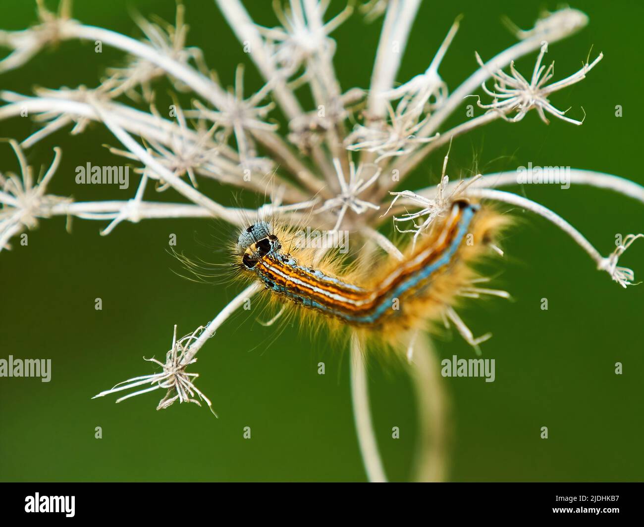 Un furry, luminoso-colorato Lackey Moth Caterpillar clambers sopra lo scheletro essiccato di una testa di fiore di prezzemolo della mucca in cerca di cibo. Foto Stock