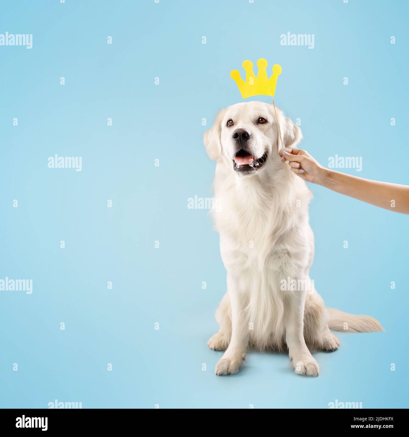 Golden Retriever in posa con corona gialla, proprietario che tiene in mano il bastone sopra la testa dell'animale domestico, seduto su sfondo blu Foto Stock