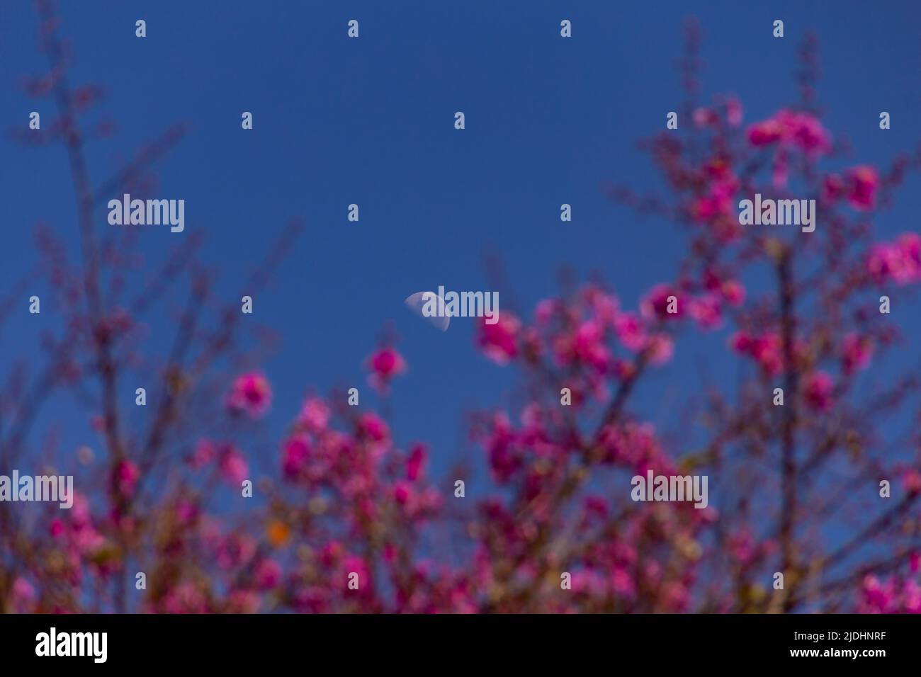 Goiania, Goiás, Brasile – 20 giugno 2022: Luna nel cielo durante il giorno, tra i fiori rosa sui rami di un albero chiamato Pig's Knot. Foto Stock