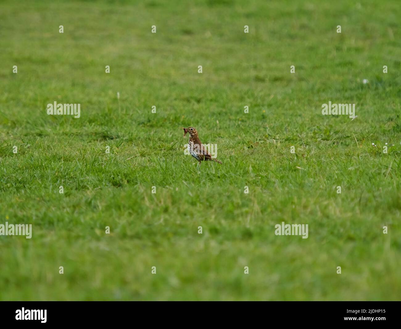 Una canzone mughetta sulla caccia, foraging attraverso un campo erboso per trovare gli invertebrati che si nutre e con un verme già catturato. Foto Stock