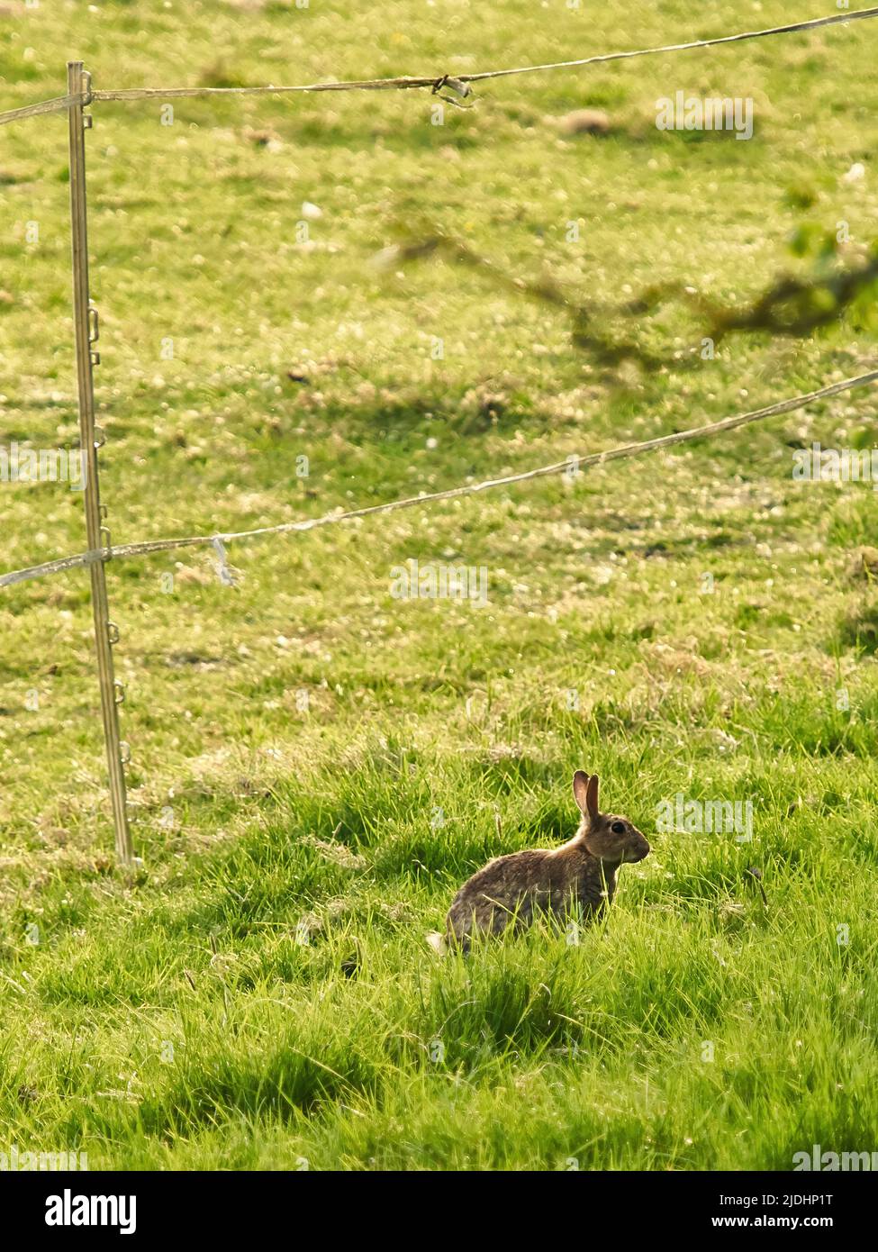 Un coniglio prudente e vigile si ferma per un momento nell'erba lunga di un bordo di campo, bagnata da un luminoso e caldo sole serale. Foto Stock