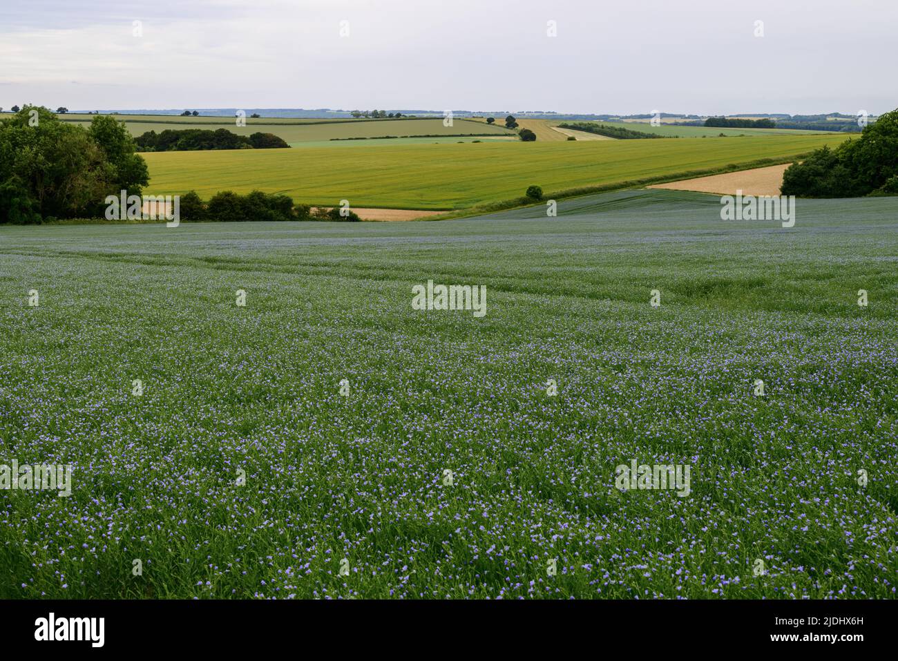 Campo di lino fiorito blu in un paesaggio dell'Hampshire Foto Stock