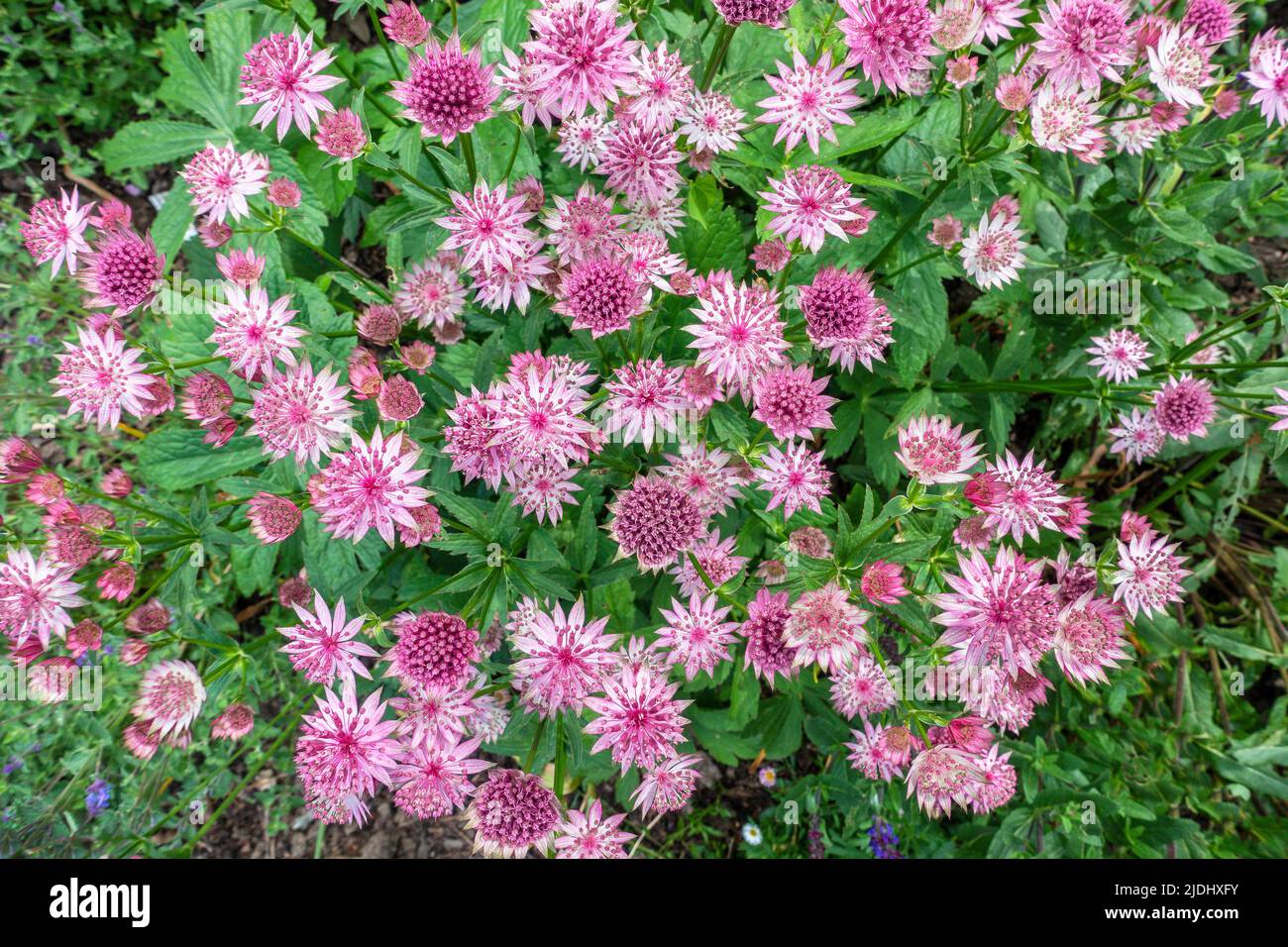 Astrantia, Major, British Native, fiore rosa Foto Stock