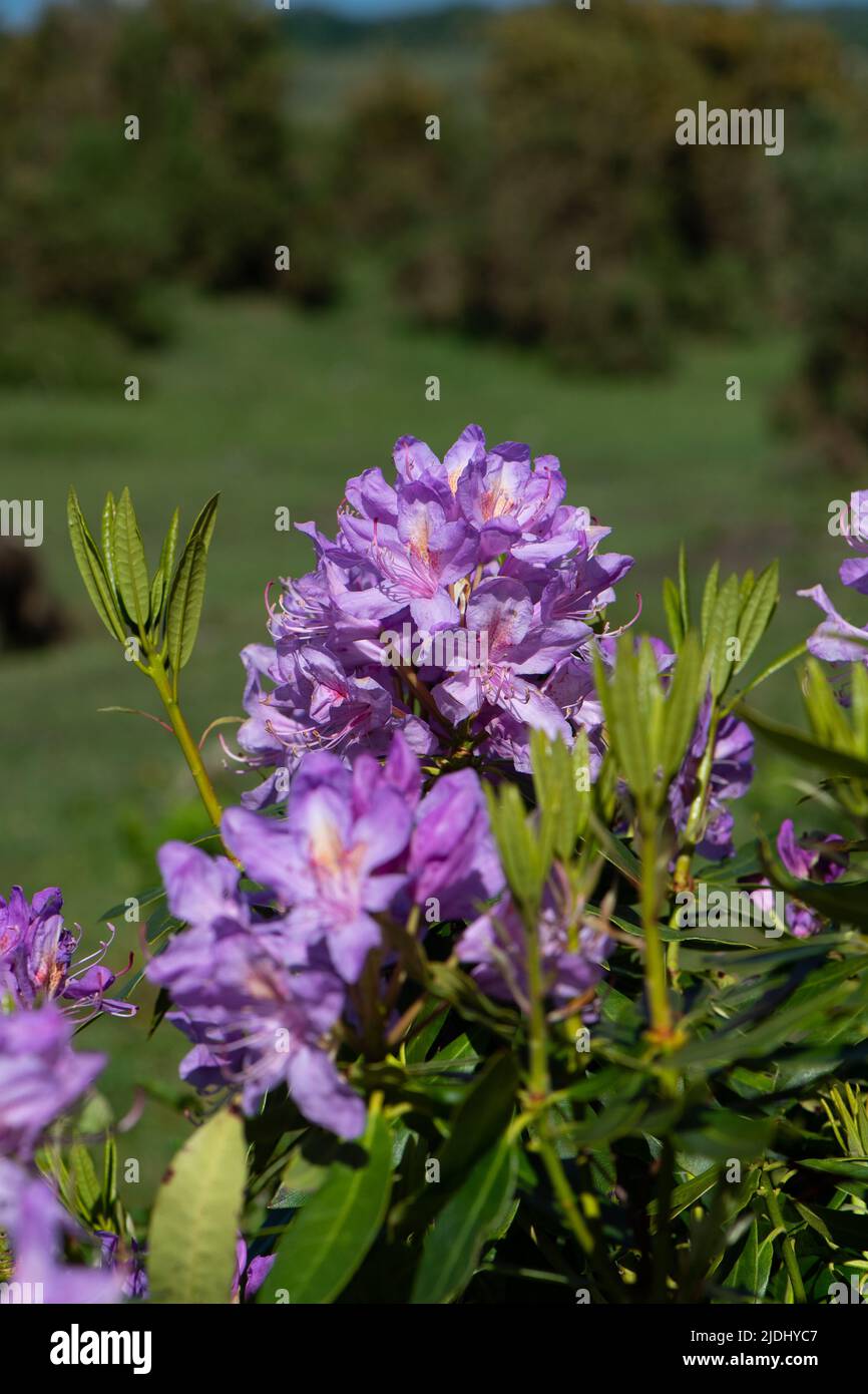 Rhododendron ponticum è una specie invasiva non nativa stabilita all'interno del Regno Unito, visto in questa immagine un cespuglio solato tra la gola nella New Forest. Foto Stock