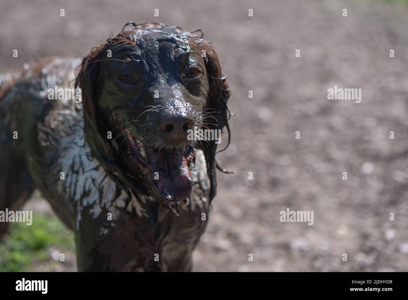 Un inglese molto fangoso Springer Spaniel dopo aver esplorato un torrente fangoso nel New Forest Hampshire regno unito. Usare il fango per rimanere fresco al sole caldo. Foto Stock