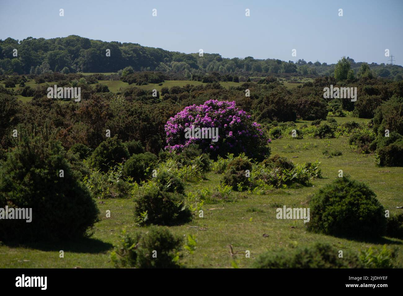 Rhododendron ponticum è una specie invasiva non nativa stabilita all'interno del Regno Unito, visto in questa immagine un cespuglio solato tra la gola nella New Forest. Foto Stock