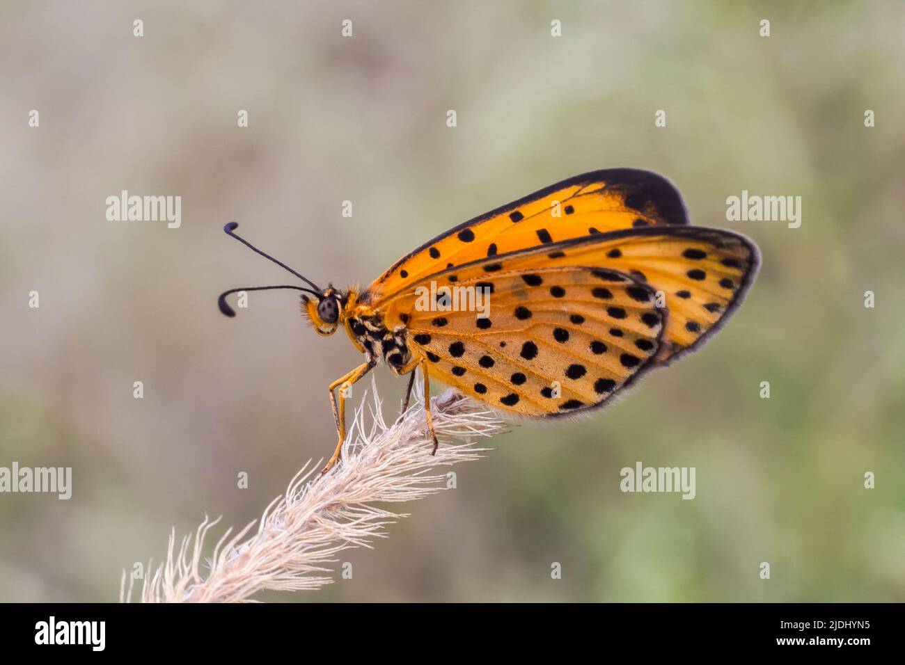 Nairobi, Kenya. 19th Apr 2020. La farfalla di Polka Dot, nome scientifico Pardopsis puctatissima. Le farfalle sono tra le più familiari e popolari di tutti gli insetti. Il Kenya ha circa 559 specie registrate e, tra queste, 34 sono endemiche. L'Africa orientale ospita oltre 2.500 diverse specie di farfalle. La ricchezza e la diversità delle farfalle nell'Africa orientale è un grande riflesso della diversità degli habitat della regione. (Credit Image: © Bonifacio Muthoni/SOPA Images via ZUMA Press Wire) Foto Stock