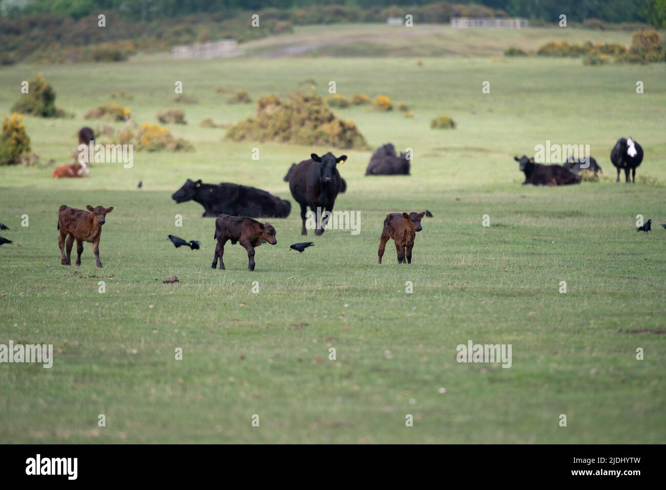 Mucche e vitelli vagano e pascolare liberamente sulla terra comune a Canada Common al confine del parco nazionale della New Forest Hampshire UK. Foto Stock