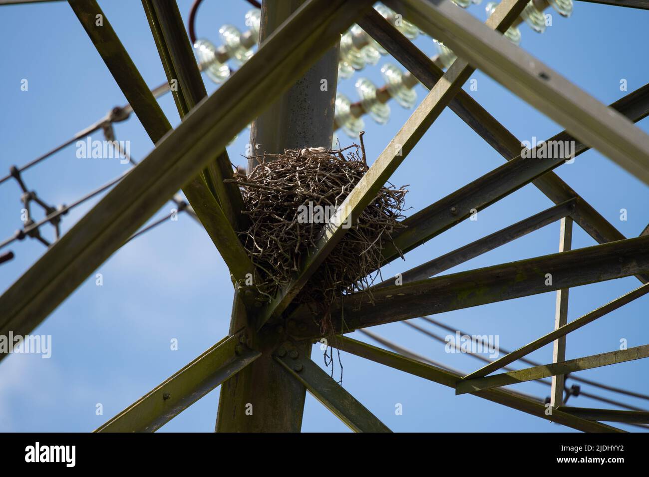 Nido di uccello grande in una torre di alimentazione elettrica del reticolo nel New Forest Hampshire Regno Unito. Foto Stock