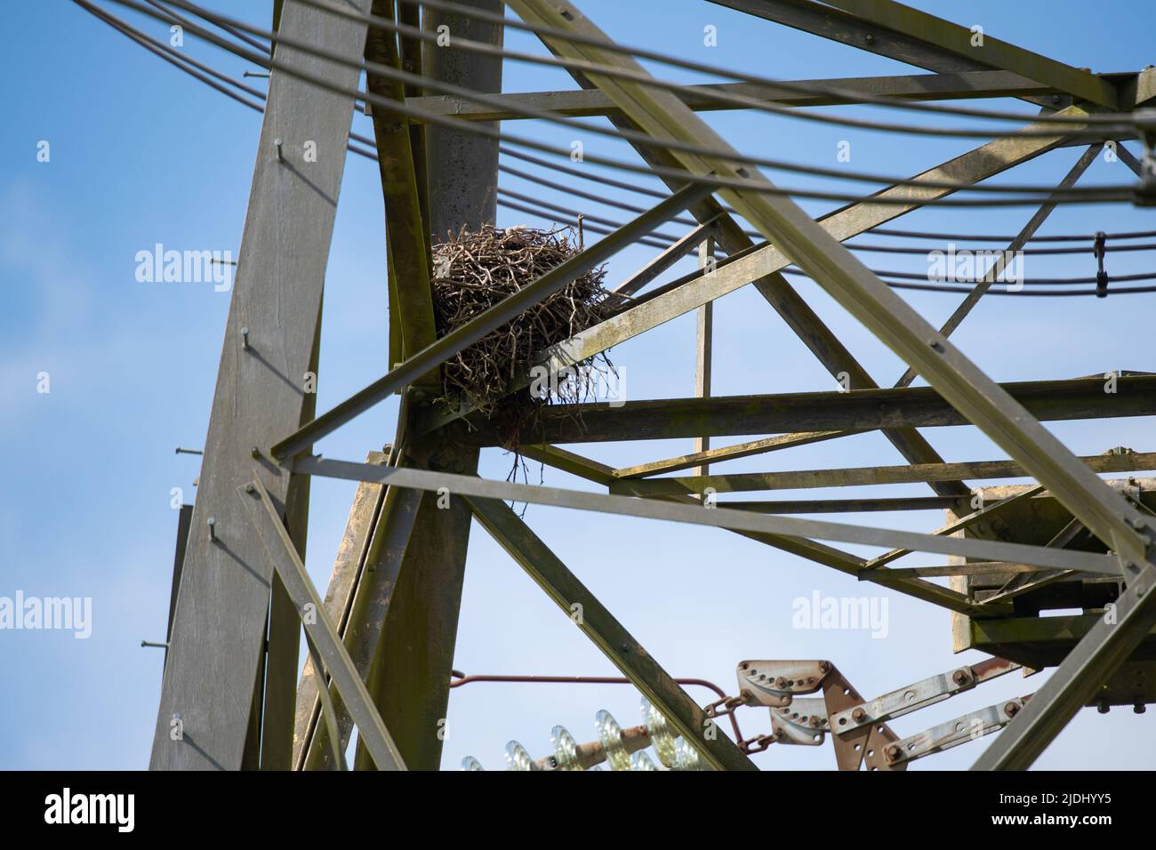 Nido di uccello grande in una torre di alimentazione elettrica del reticolo nel New Forest Hampshire Regno Unito. Foto Stock