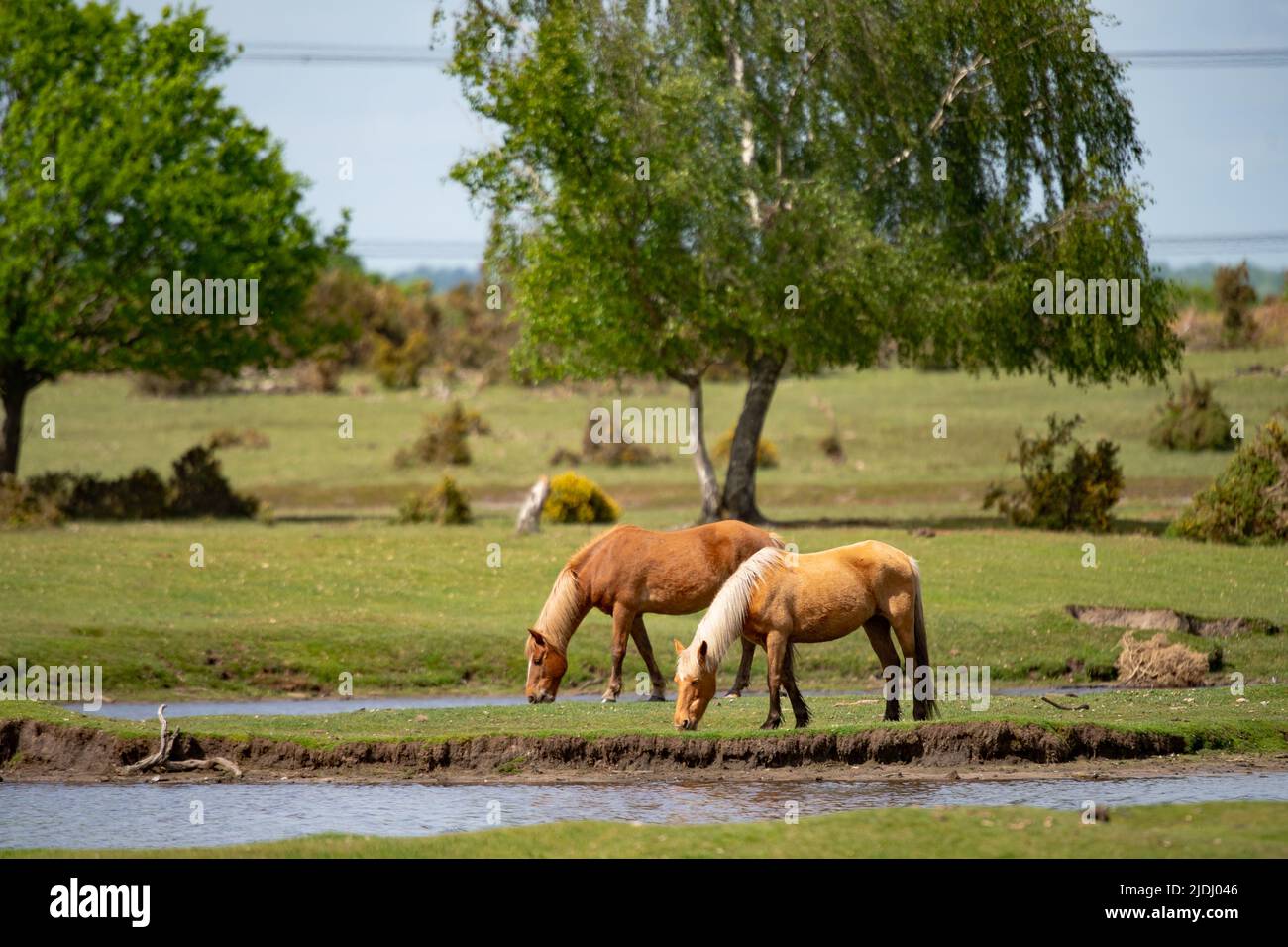 Due cavalli si nutrono su un'isola erbosa nel mezzo di Sturtmoor stagno Canada comune sul bordo del parco nazionale della Foresta Nuova. Foto Stock