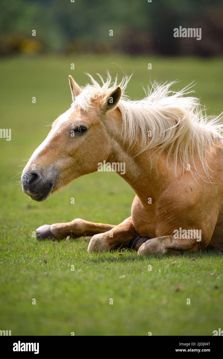 Teleobiettivo primo piano di un cavallo bello e potente di colore chiaro con lungo mane posato con spazio copia per titoli. Foto Stock