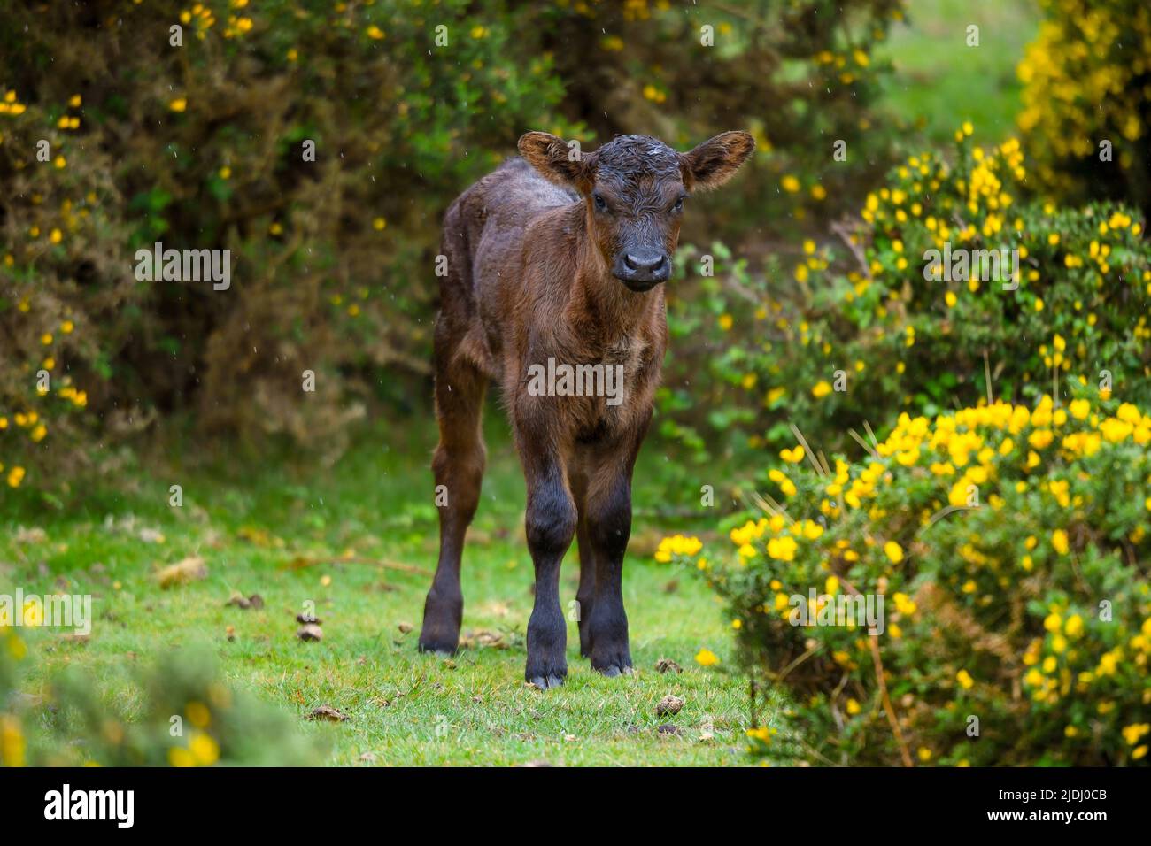 Baby marrone vacca (vitello) libero roaming nel parco nazionale della New Forest Hampshire Inghilterra tra i cespugli di gorse giallo fiorito. Foto Stock