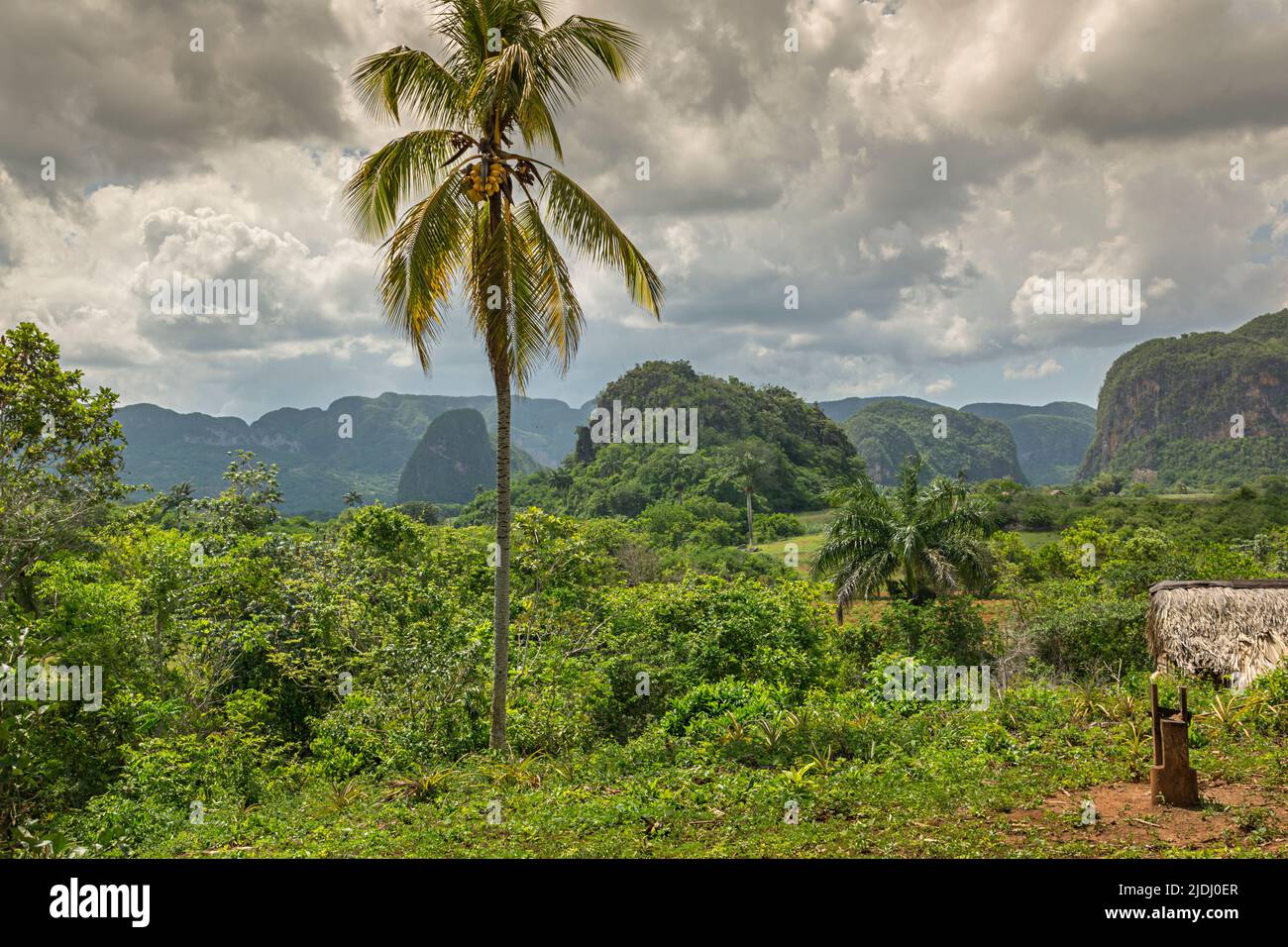 Un'enorme palma circondata dallo splendido paesaggio lussureggiante della Valle di Viñales a Cuba Foto Stock