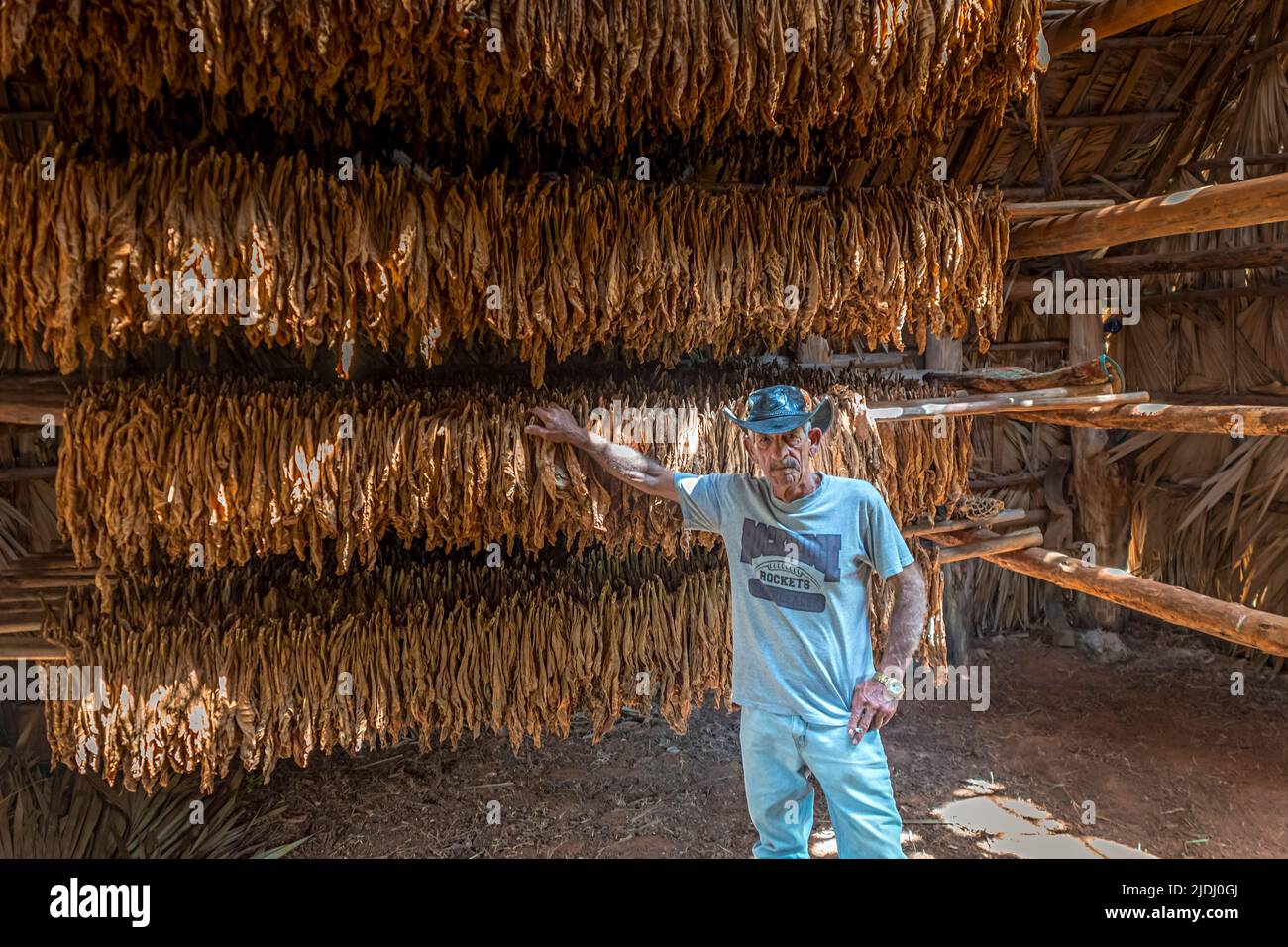 Un agricoltore di tabacco all'interno di un fienile con foglie di tabacco che asciugano a Viñales, Cuba Foto Stock