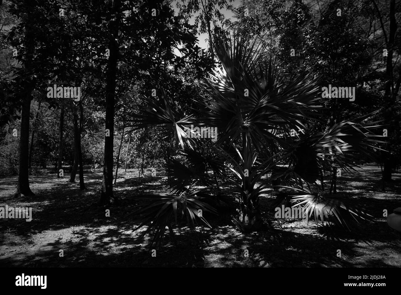 Bianco e nero, l'atmosfera del parco ha bellissimi fiori e piante Foto Stock