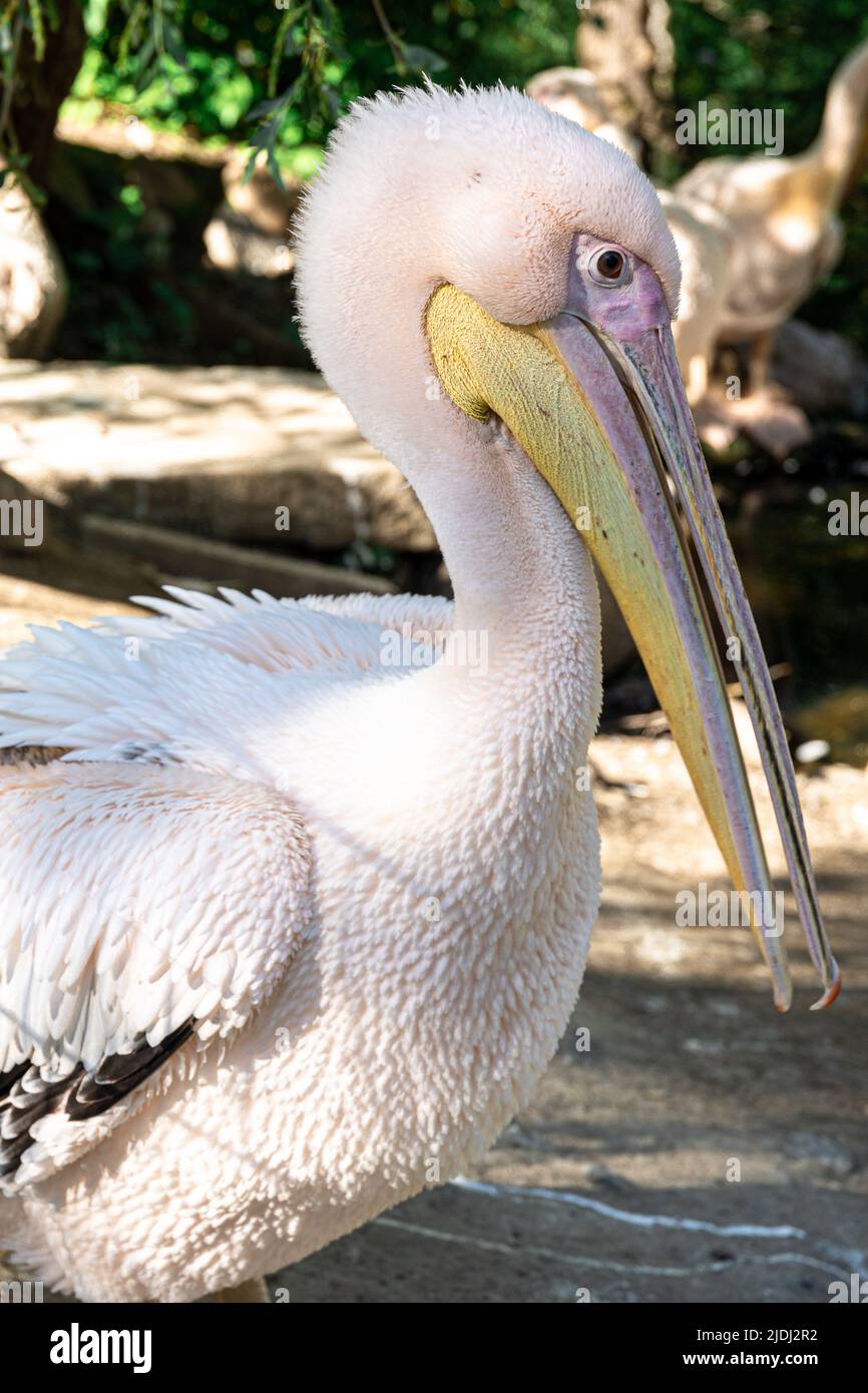 Ritratto di grande Pelican bianco, primo piano. Foto Stock