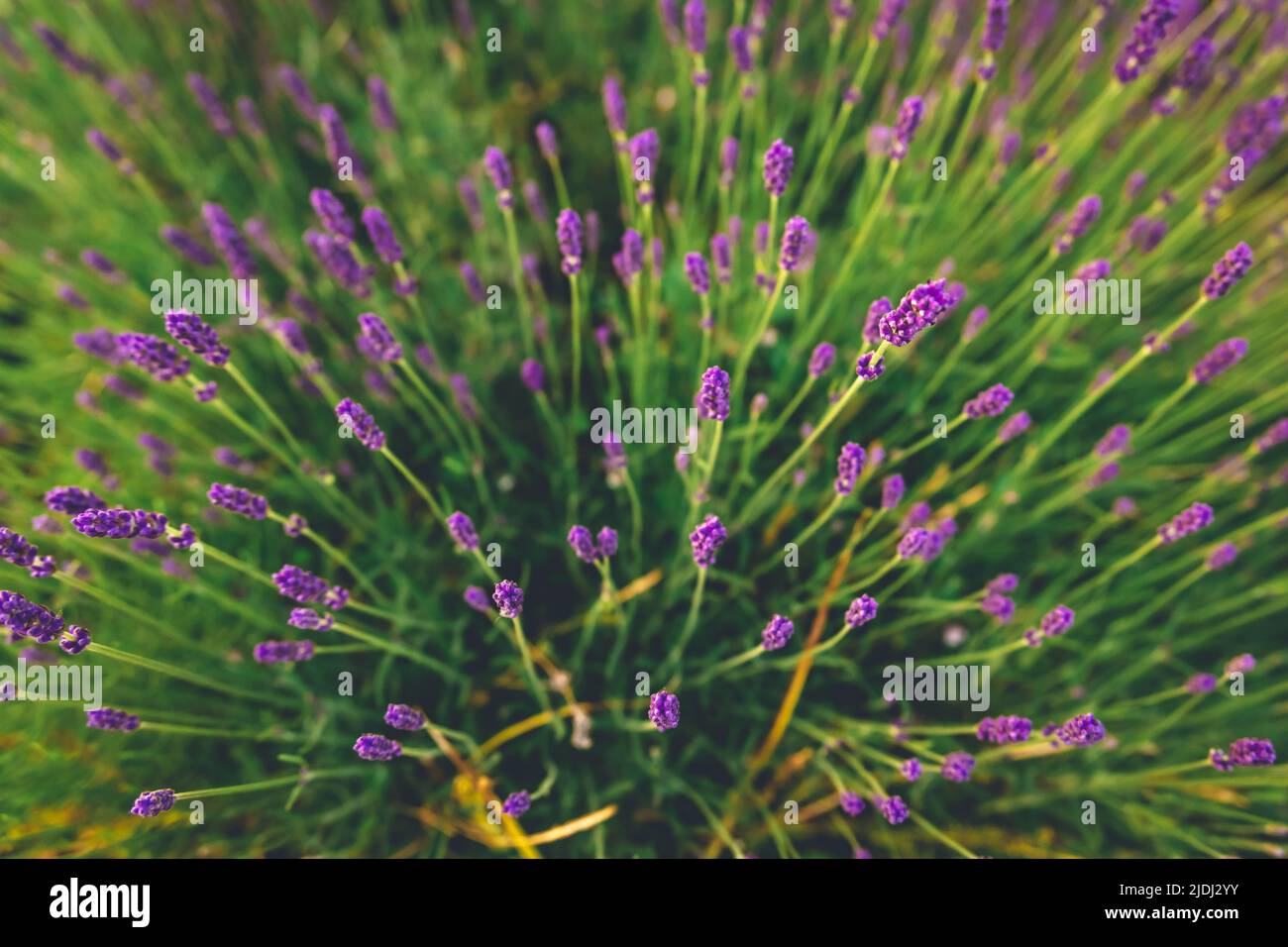Bella macchia di lavanda che cresce in campo di lavanda. Foto Stock