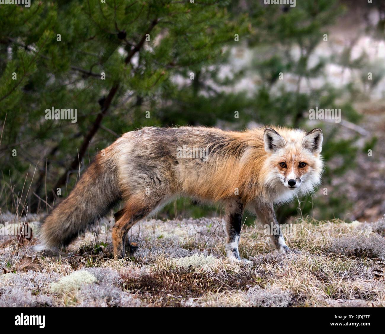 Vista laterale del profilo della volpe rossa in primo piano guardando la telecamera con uno sfondo di foresta sfocata nel suo ambiente e habitat. Immagine Fox. Immagine. Verticale. Foto Stock