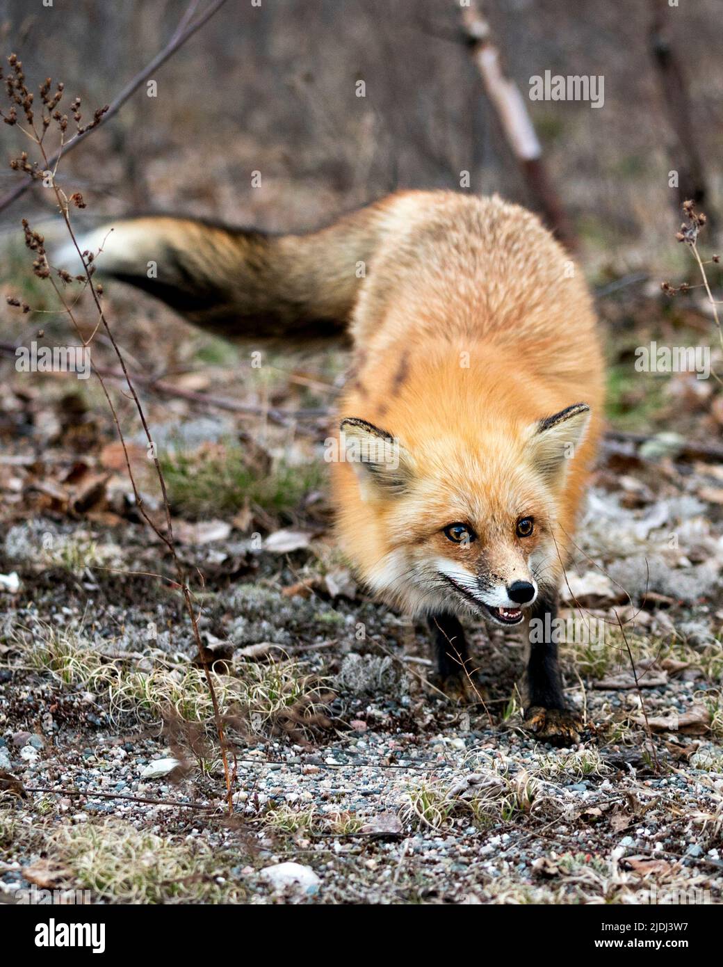 Vista ravvicinata del profilo Red Fox nella stagione primaverile con sfondo sfocato nel suo ambiente e habitat che mostra denti e coda folta. Immagine. Verticale Foto Stock