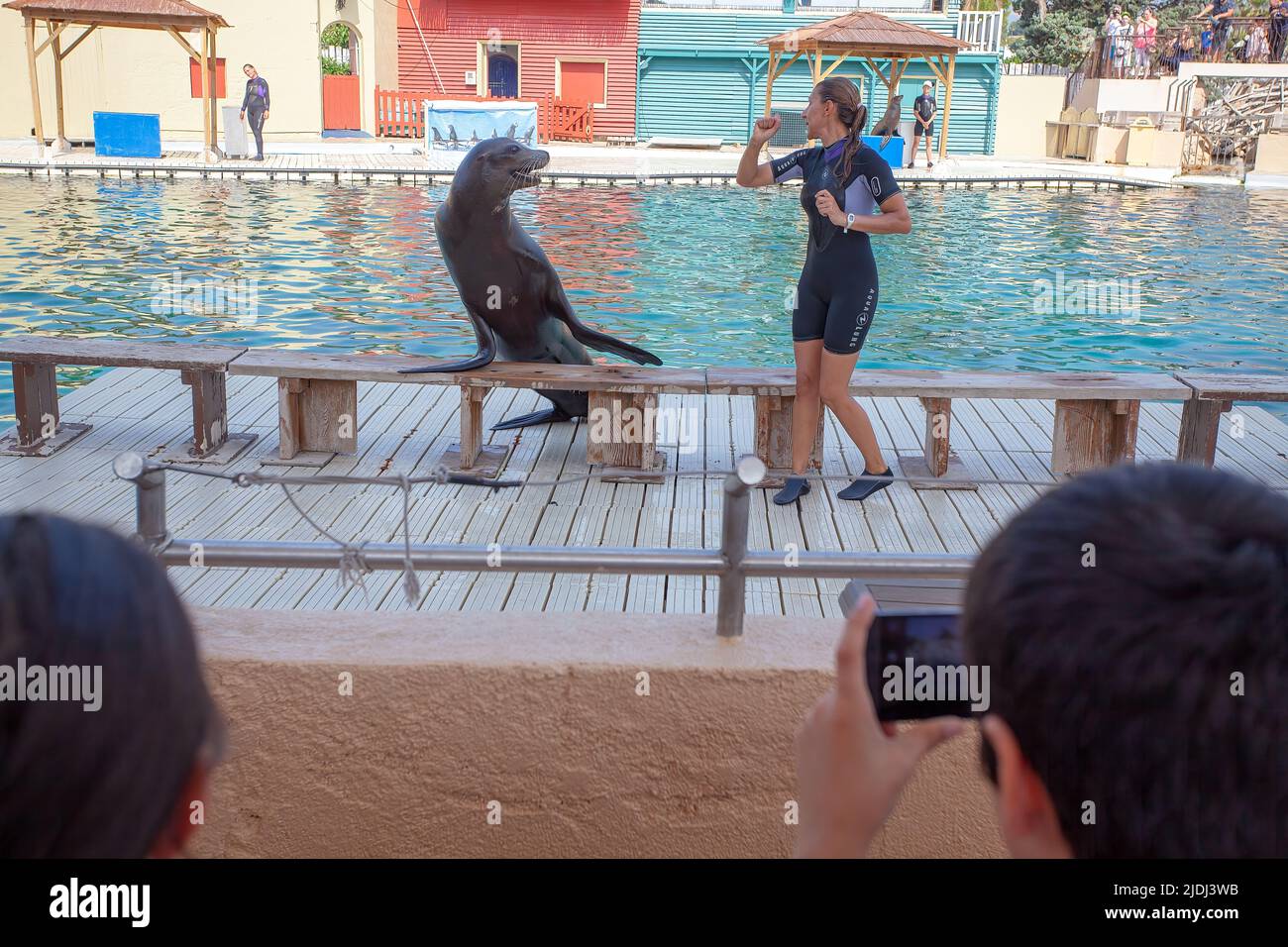 SEAL che eseguono trucchi, Marineland, Francia Foto Stock