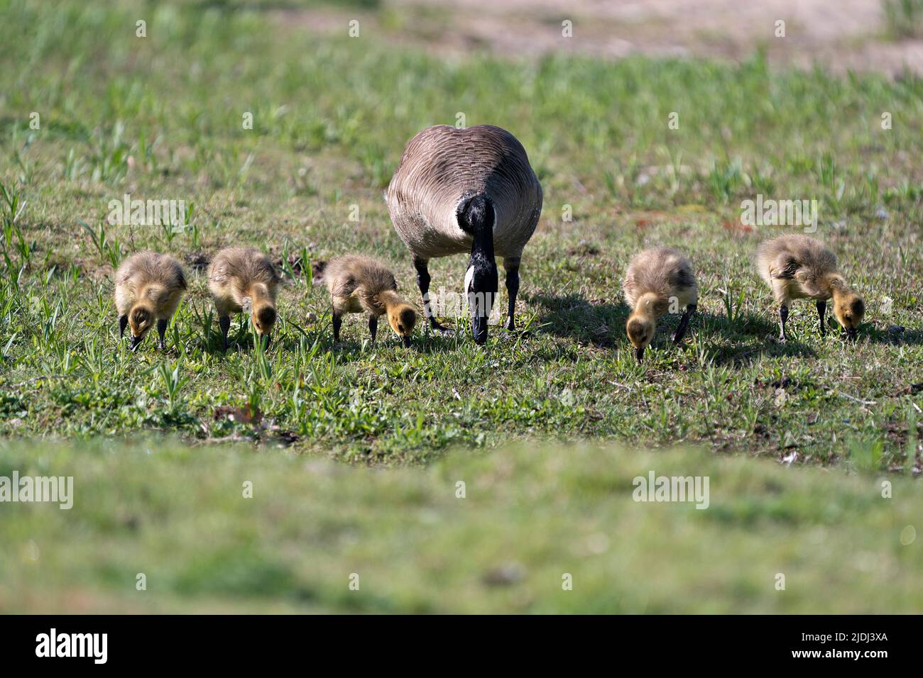 L'oca canadese con i bambini gosling che mangiano l'erba nel loro ambiente e habitat e che godono la loro giornata. Immagine dell'area geografica del Canada. Immagine. Verticale. Foto. Foto Stock