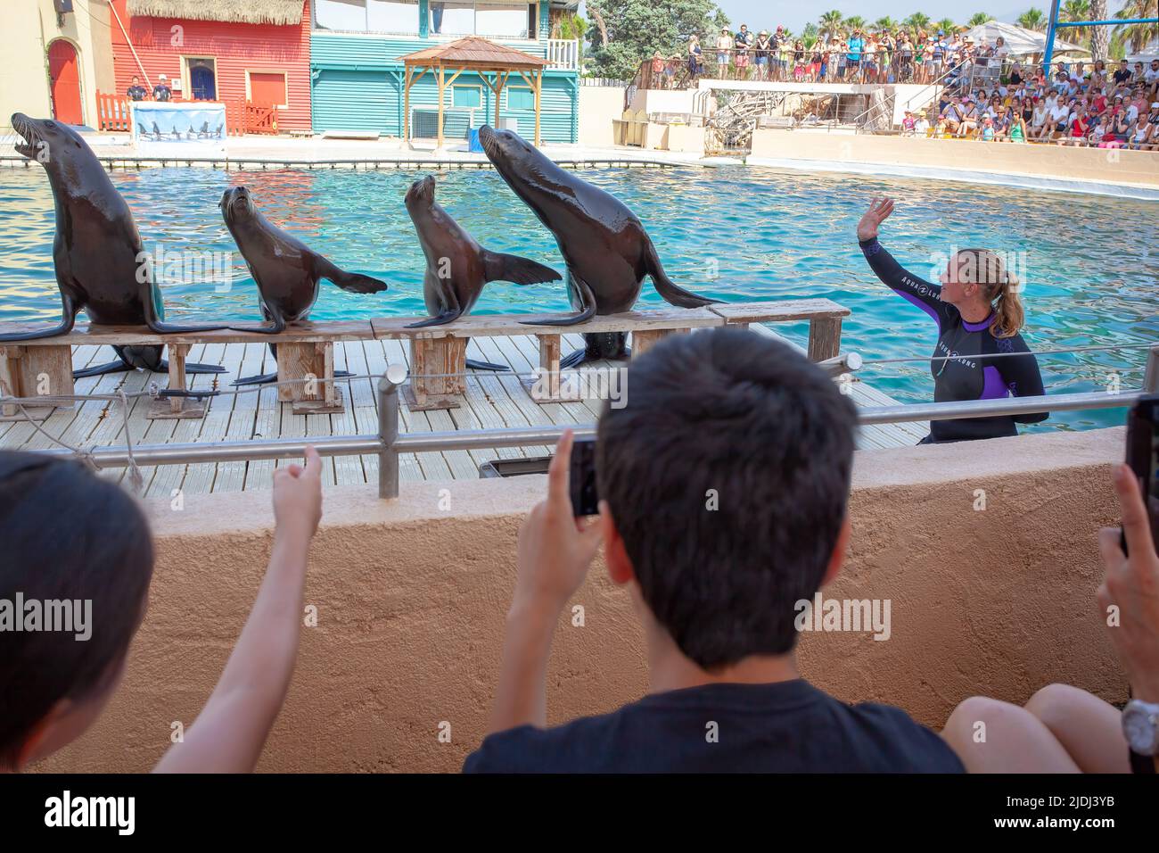 SEAL che eseguono trucchi, Marineland, Francia Foto Stock