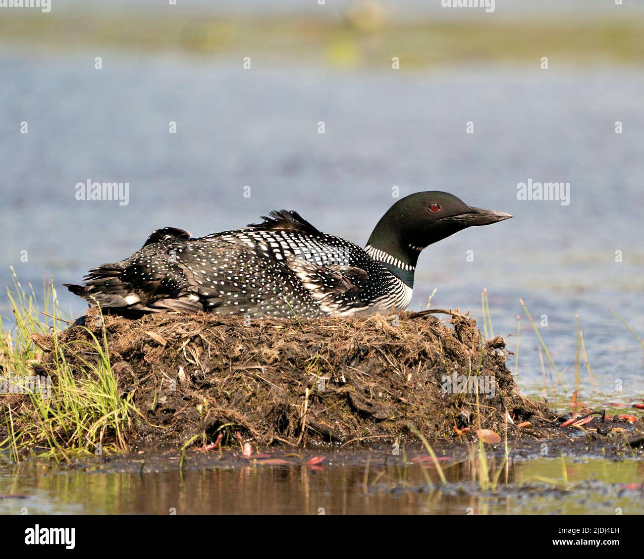 Loon comune nidificare e proteggere il nido presso la riva del lago nel suo ambiente e habitat con uno sfondo sfocato. Loon Foto e immagine. Immagine. Foto Stock