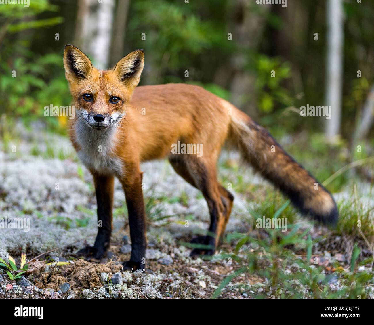 Vista ravvicinata del profilo Red Fox con foresta sfocata e sfondo di alberi di betulla nell'ambiente e nell'habitat circostante e guardando la fotocamera. Immagine Fox. Foto Stock