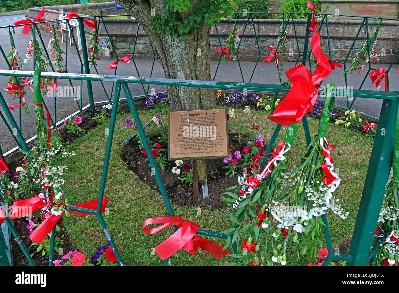 Appleton Thorn Bawming del Thorn nel villaggio, accanto alla chiesa parrocchiale di Santa Croce. Nastri legati all'albero e recinzione circostante, Warrington, WA4 4RT Foto Stock