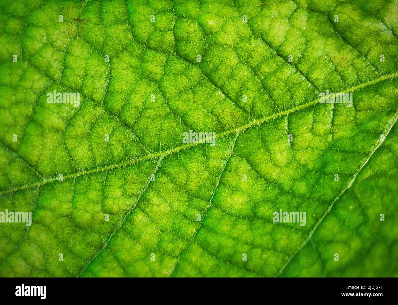 Foglia verde, albero piano, macro shot naturale. Foto Stock