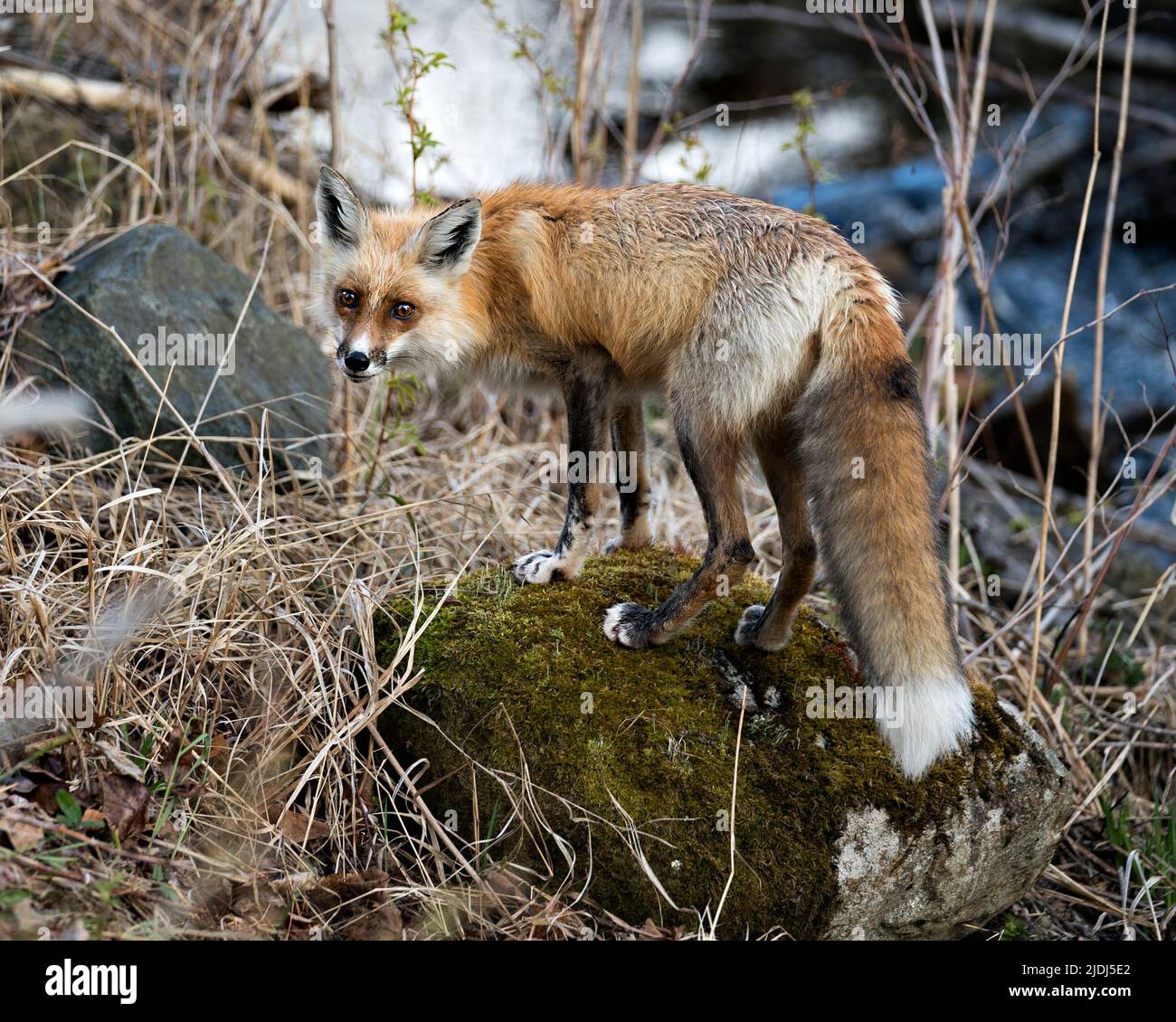 Red Fox si erge su muschio rock con sfondo sfocato e guarda la fotocamera nel suo ambiente e habitat. Immagine Fox. Immagine. Verticale. Foto Stock