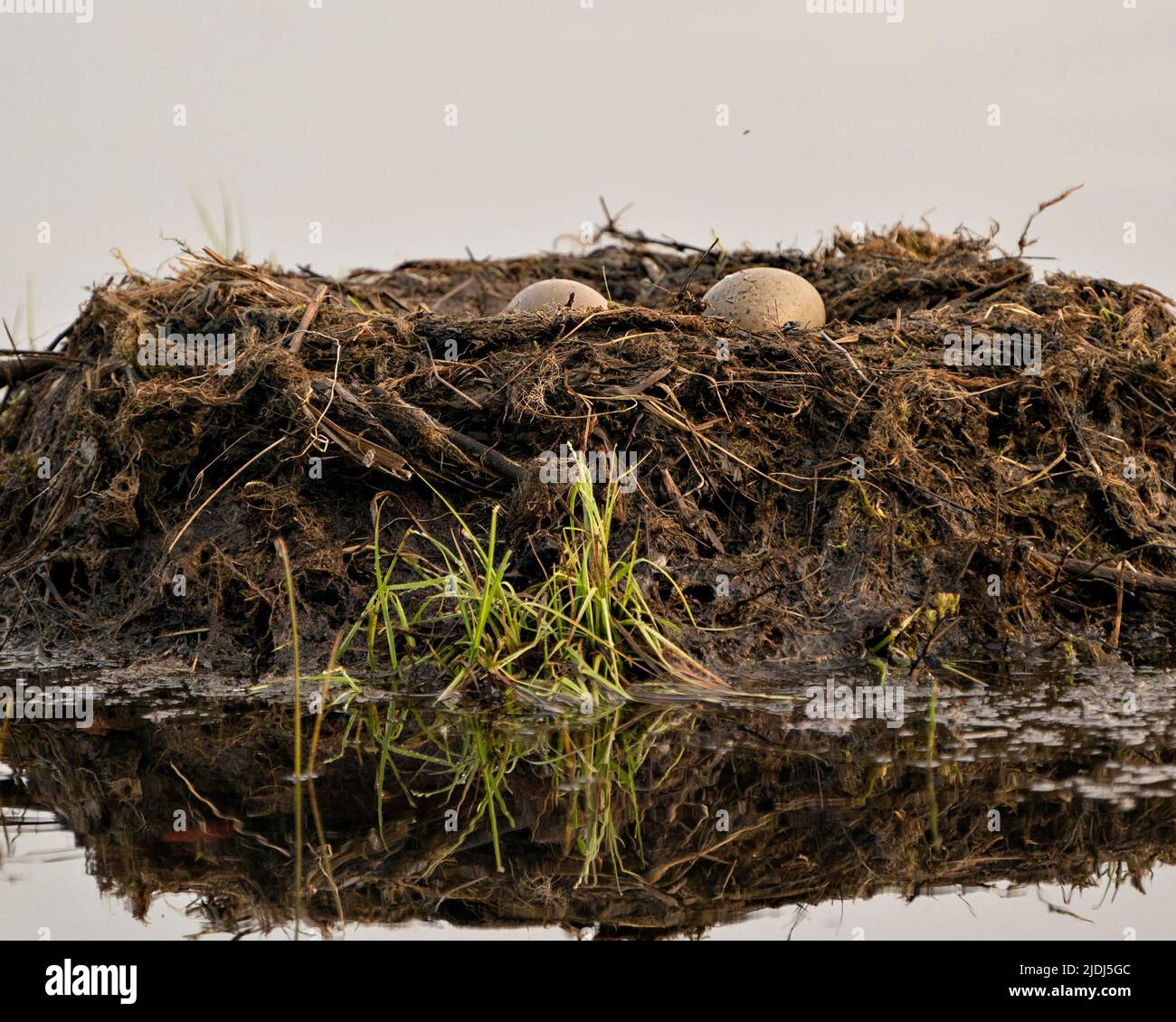 Loon uova e nido edificio con erbe di palude e fango sul lato del lago nel loro ambiente e habitat in un momento magico. Loon comune Foto Stock
