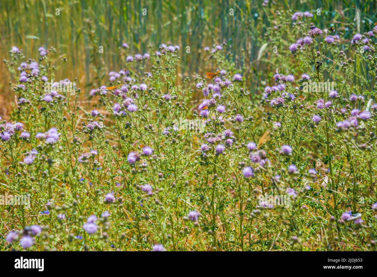 Fiori selvatici e farfalle impollinanti. Foto Stock