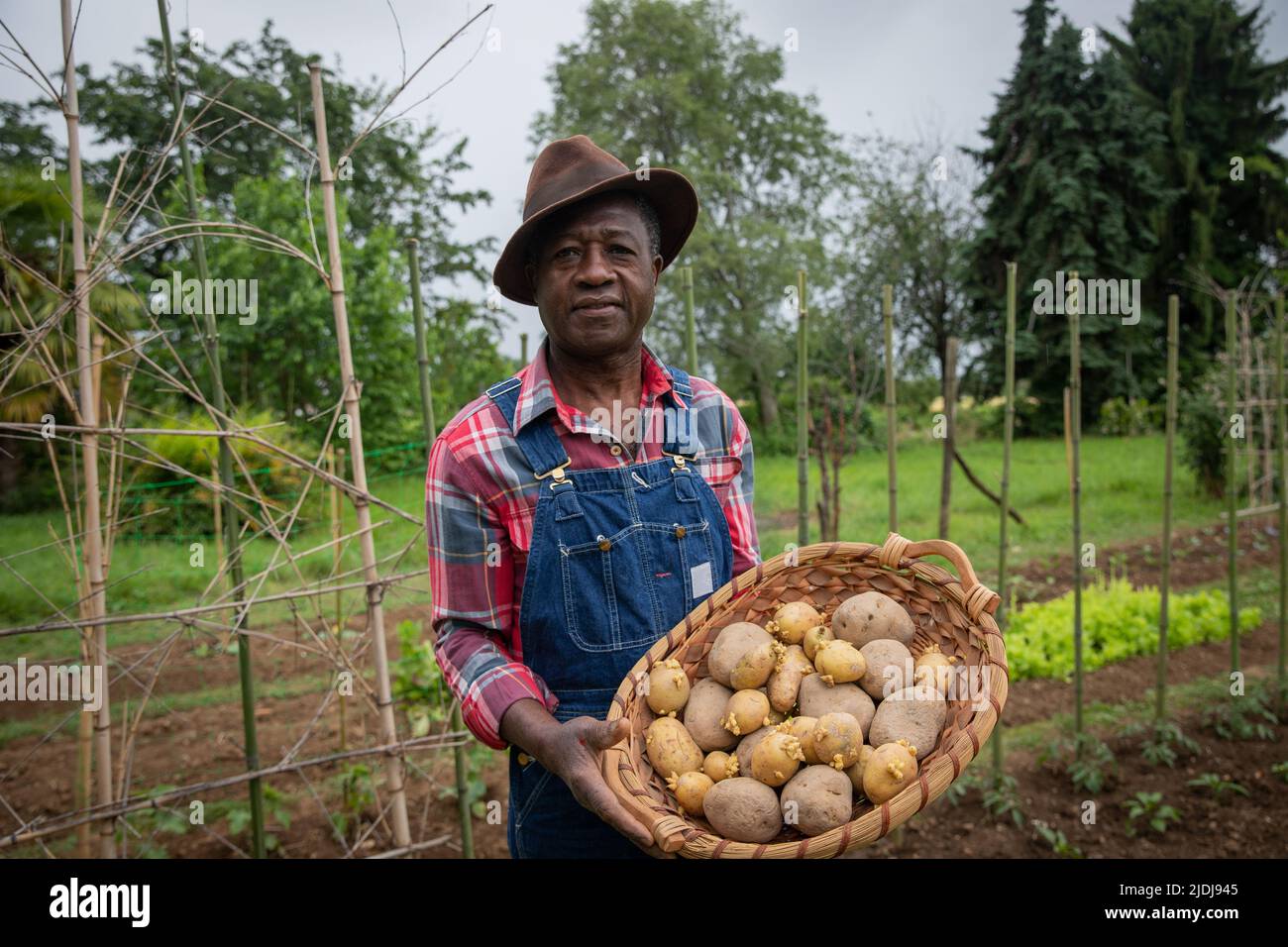 Un agricoltore nei campi con un cestino di patate appena raccolte, concetto di raccolto nei campi Foto Stock