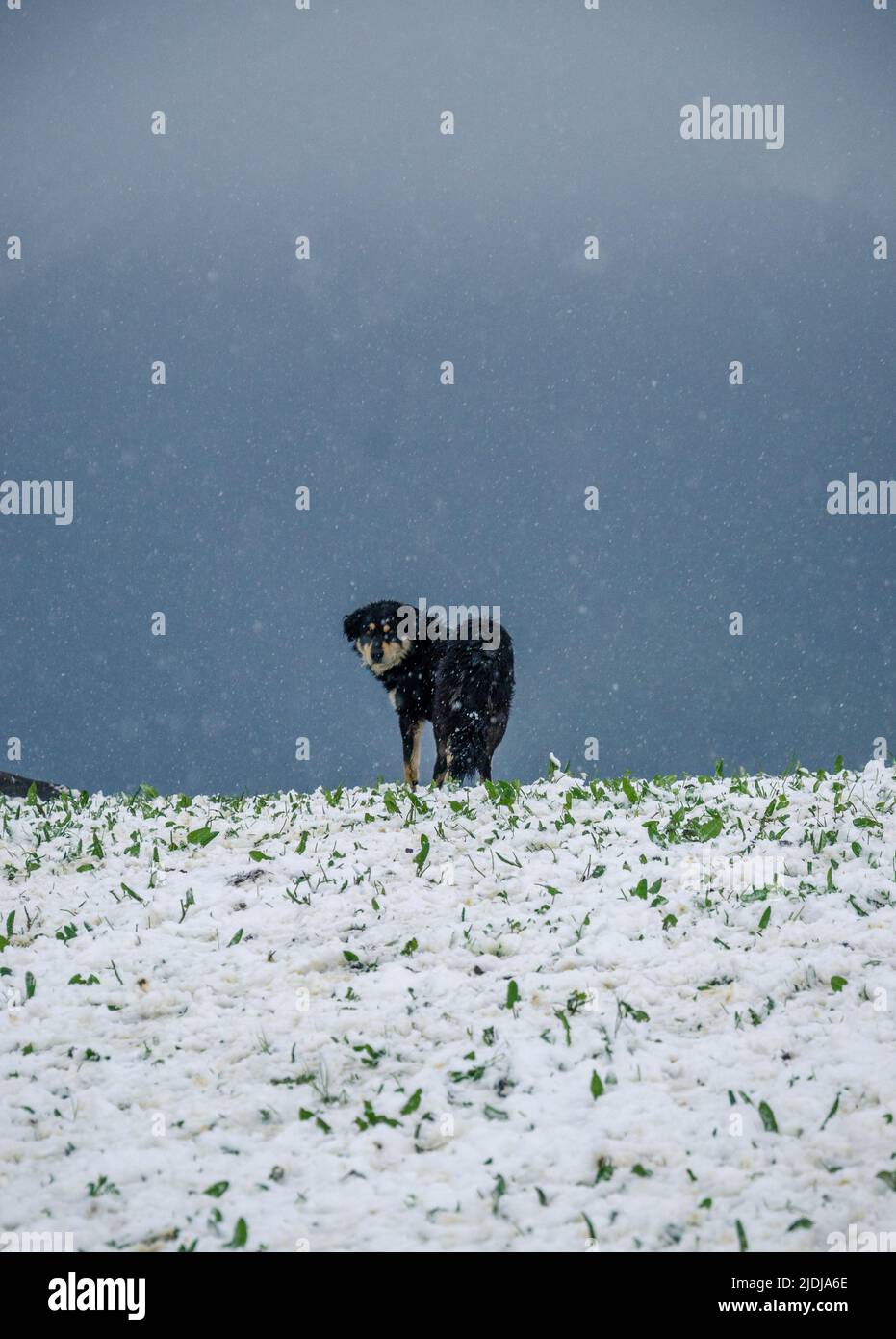 cane che guarda la macchina fotografica in piedi in un campo di neve, contro le montagne Foto Stock