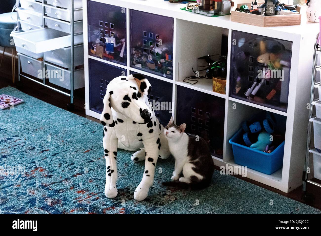 Cane e gatto che giocano nella stanza dei bambini Foto Stock