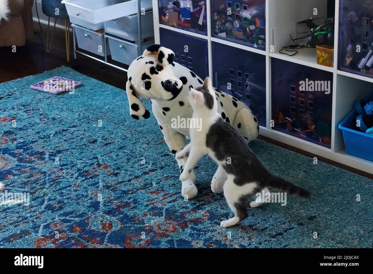 Cane e gatto che giocano nella stanza dei bambini Foto Stock